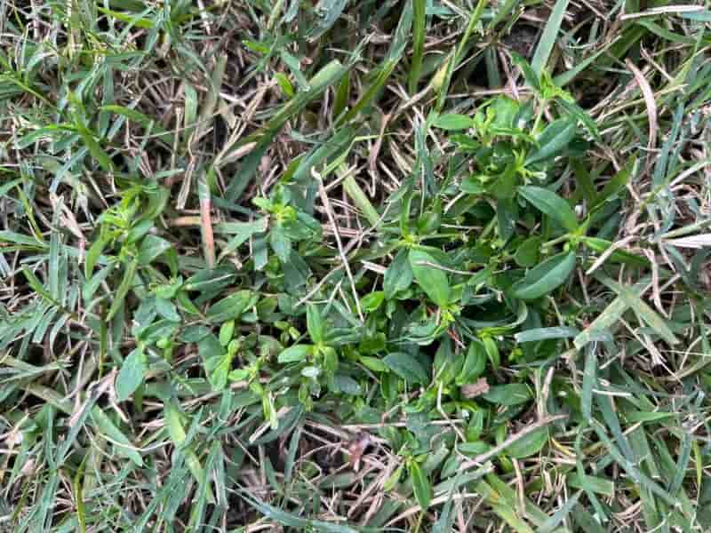 Zoysia grass weed control