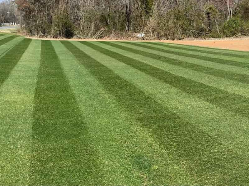 Can you overwater Bermuda grass?