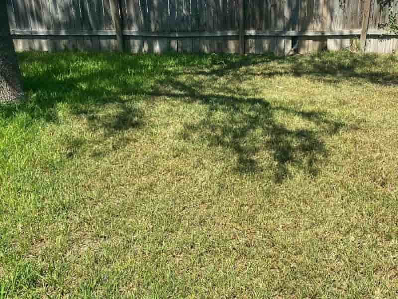 Does St. Augustine grass grow in shade?