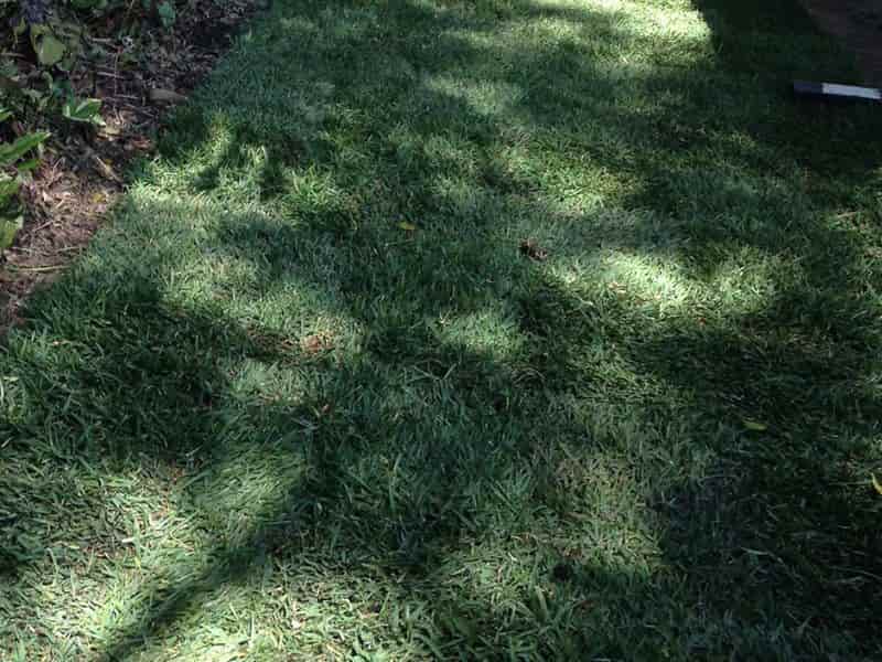 shade-tolerant varieties of St. Augustine grass