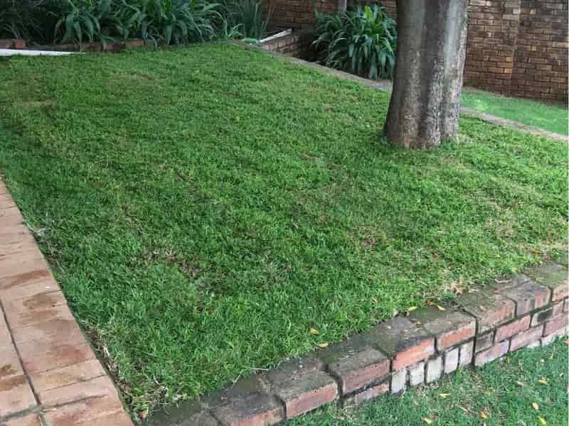 Tips for Growing St. Augustine Grass in Shade