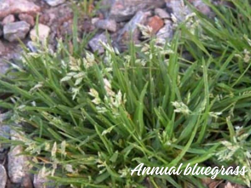 How to control annual bluegrass