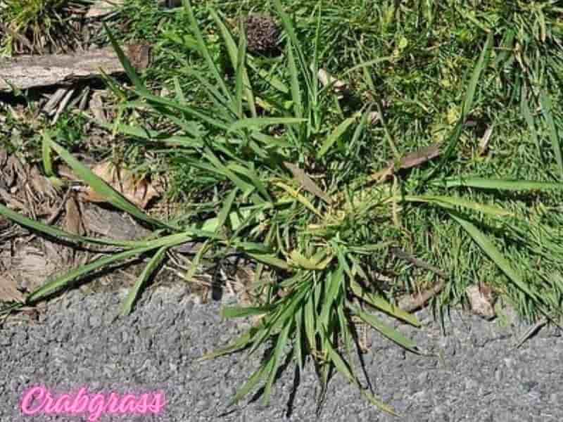 Invasive weeds that look like grass crabgrass 